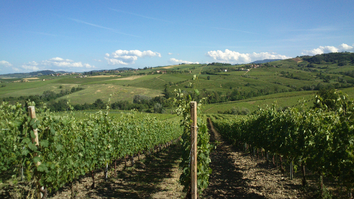 Vigneti-Azienda-Agricola-Fratelli-Aradell