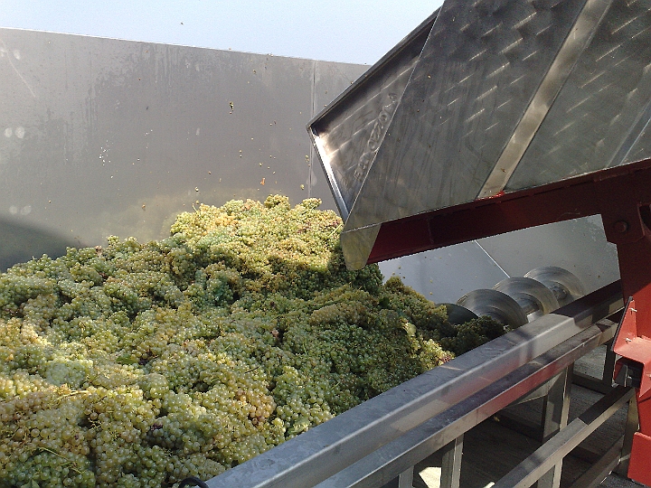 Processo Vinificazione - Vini Colli Piacentini - Azienda Agricola Aradelli Vini - Ziano Piacentino Piacenza