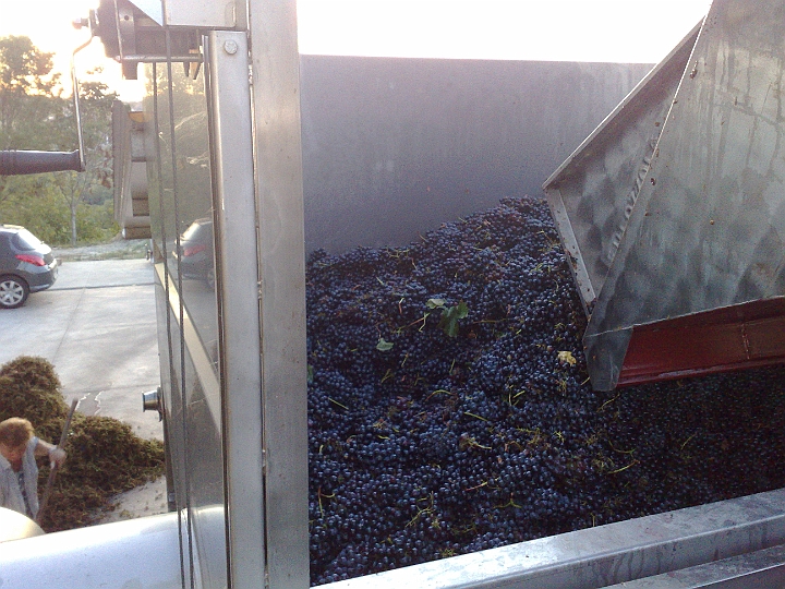 Processo Vinificazione - Vini Colli Piacentini - Azienda Agricola Aradelli Vini - Ziano Piacentino Piacenza