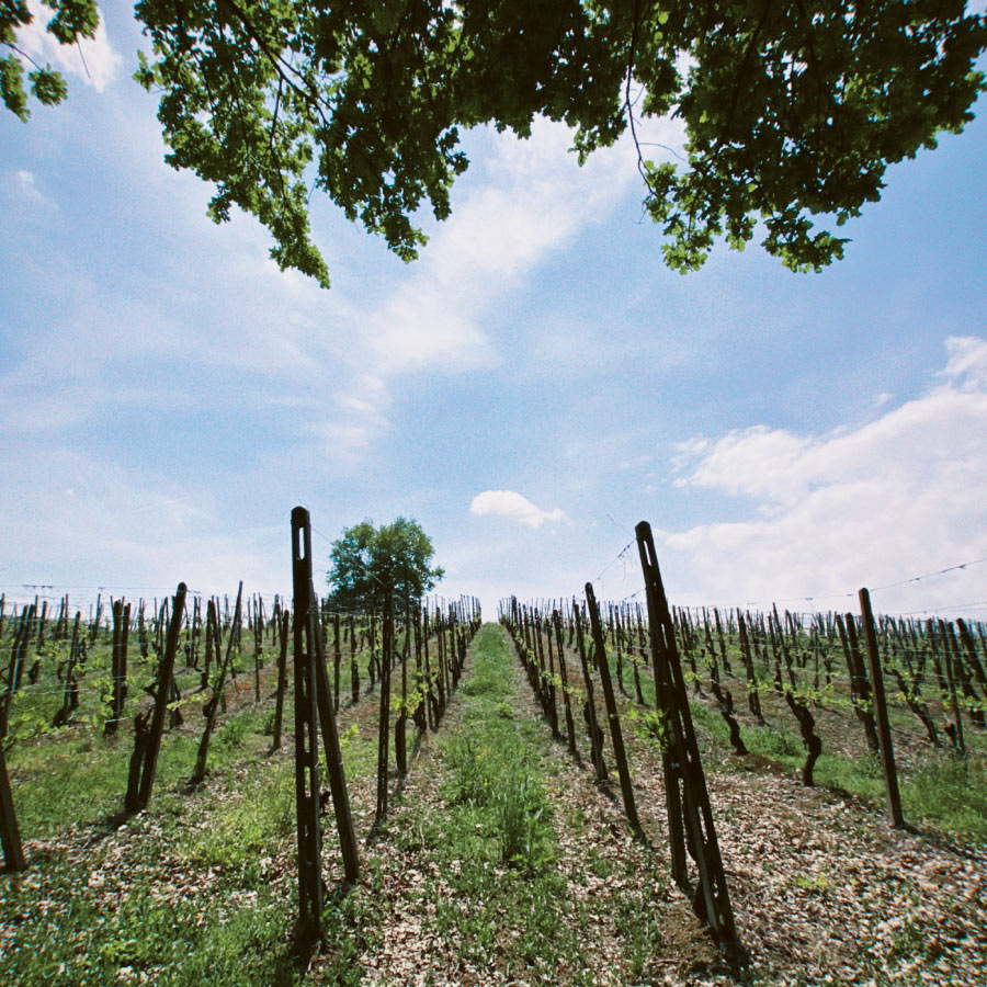 Territorio Colli Piacentini - Azienda Agricola Aradelli Vini - Ziano Piacentino Piacenza