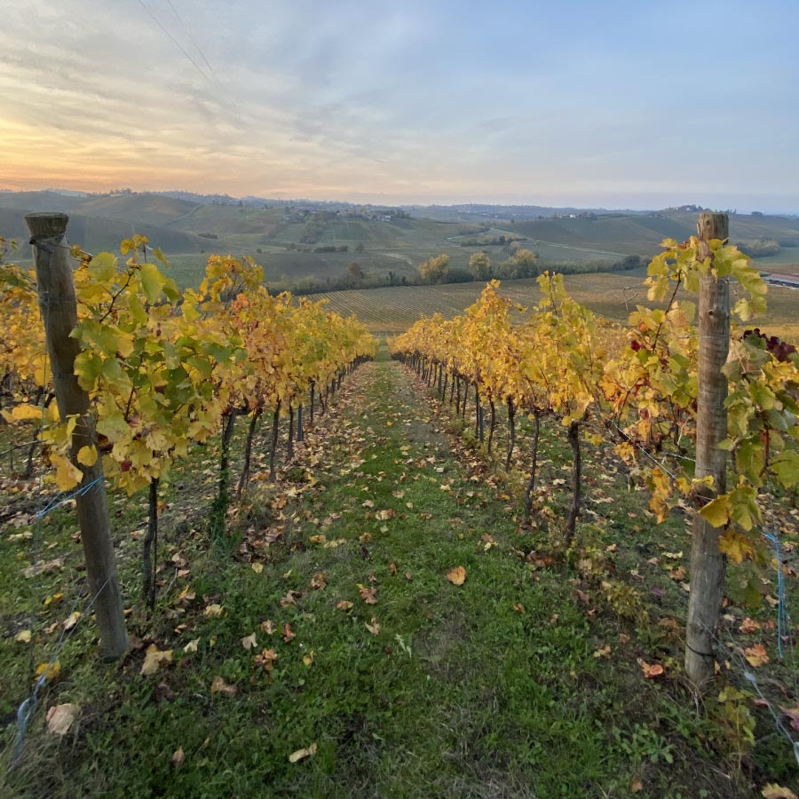 Colli Piacentini - Azienda Agricola Aradelli Vini - Ziano Piacentino Piacenza
